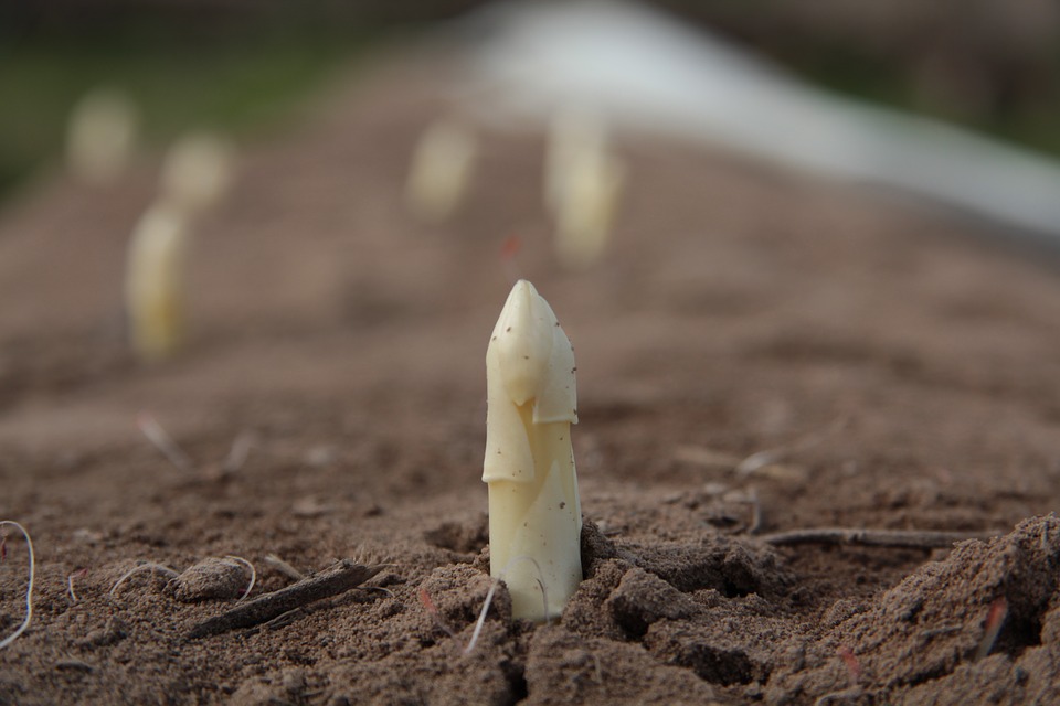 Punta di asparago bianco, dett. Campi di coltivazione asparagi bianchi